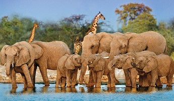 African Elephants