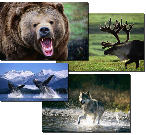Alaska Animals