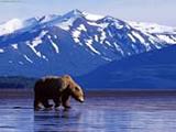 Alaska Bear