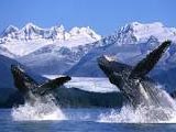 Alaska Whales