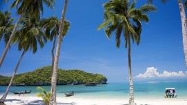 Palm Trees