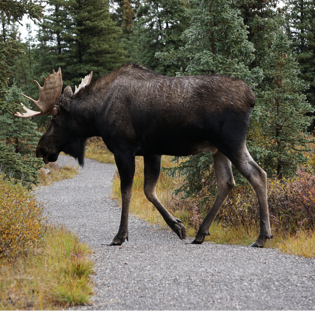Moose walking 