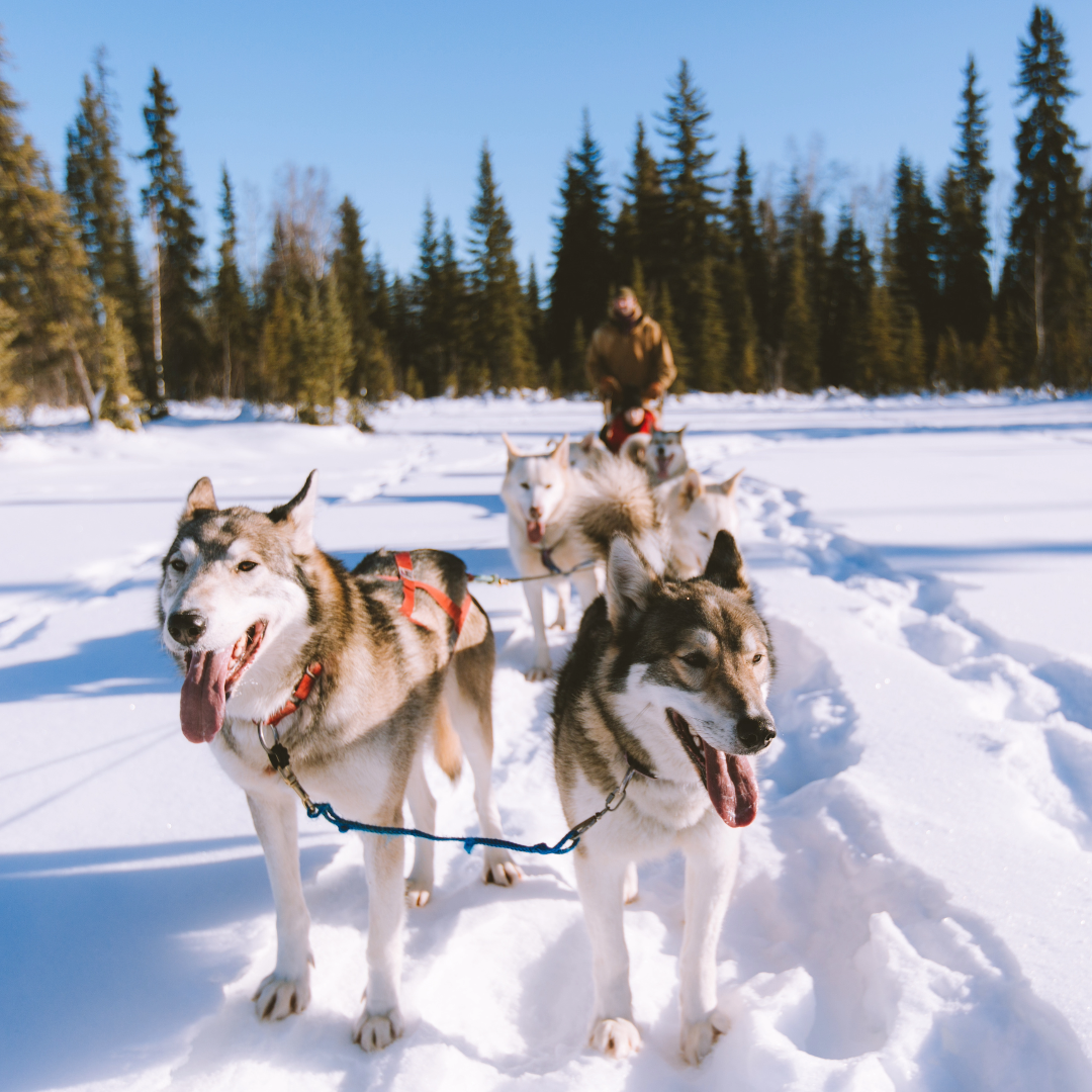 Husky in the snow