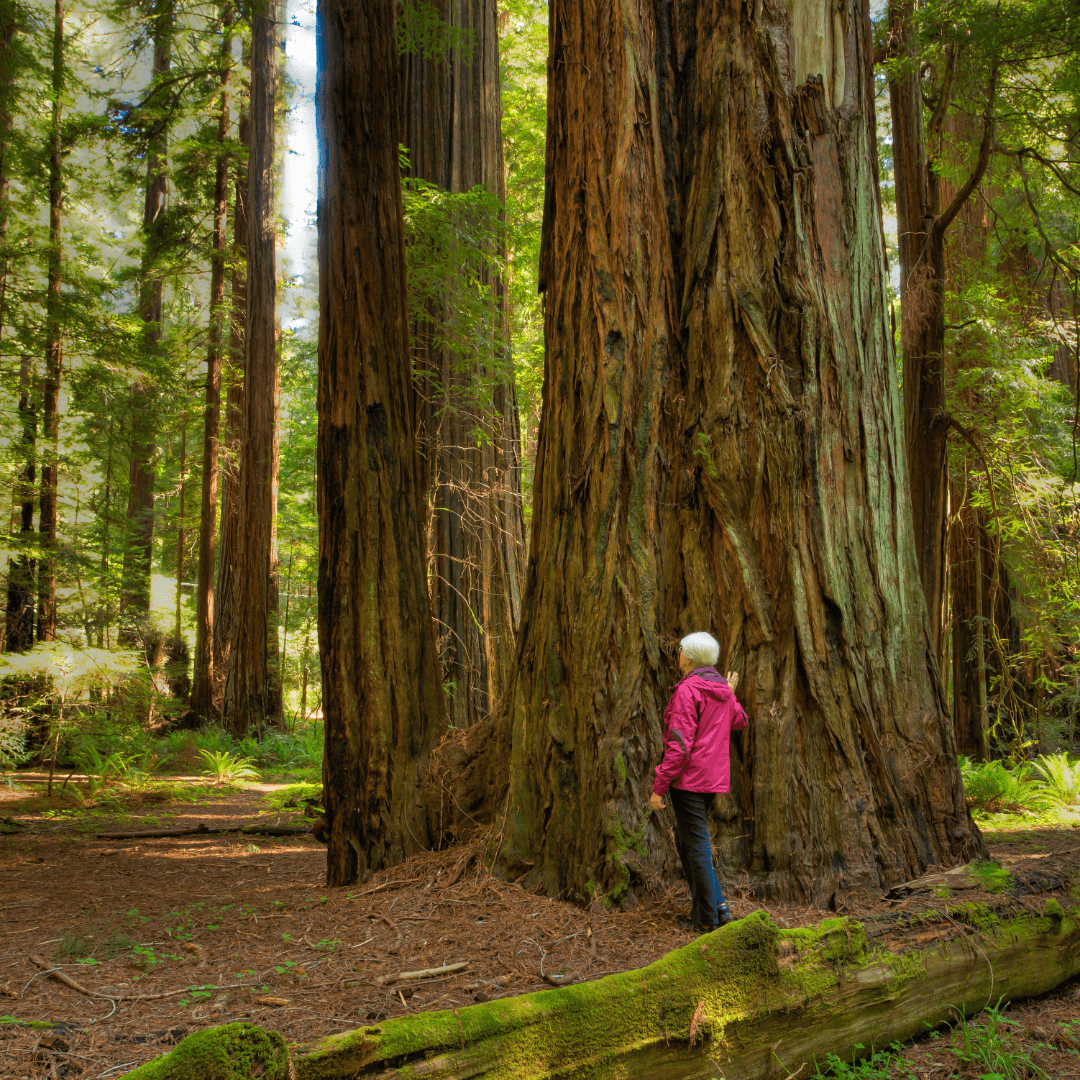 Redwood Trees