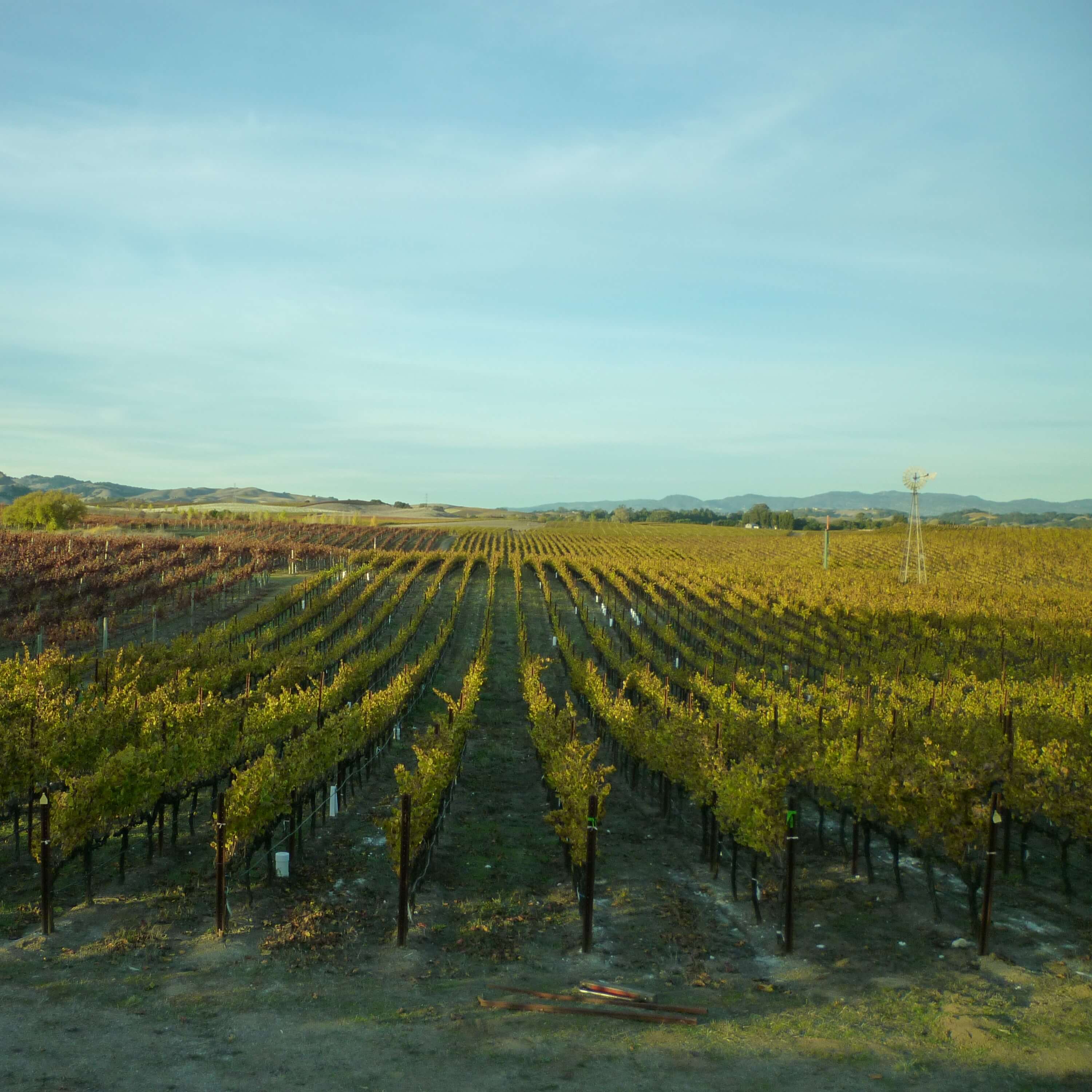 Sonoma Winery