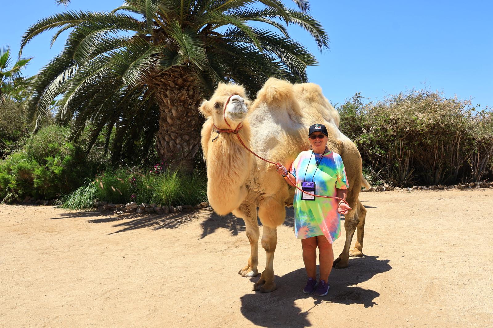 Camel Camel